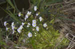 Southern butterwort